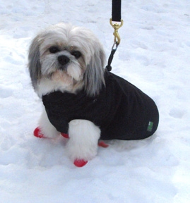 PawZ hundesko i gummi