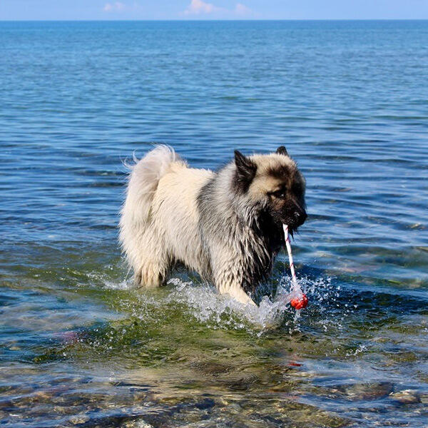 Bold med snor | flydende naturgummi fra Trixie