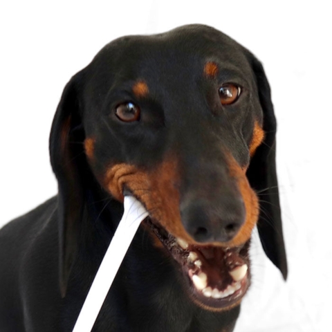 Aptus Bucadog tandpasta