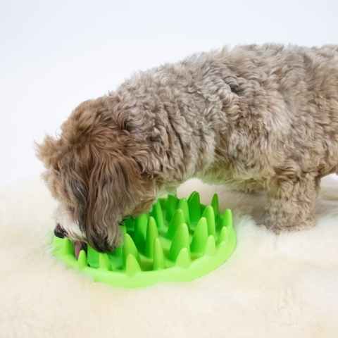 Ollipet Cactus Slow Feeder