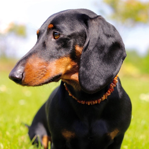 Ravhalskæde mod utøj på flotte Odji
