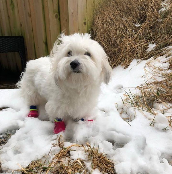 Outdoor waterproof pet socks | også i snevejr!