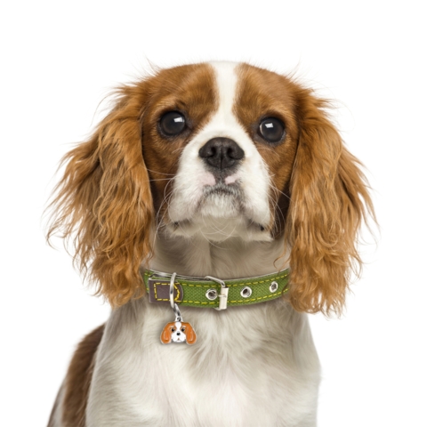 My Family |Hundetegn Cavalier King Charles Spaniel | Blenheim