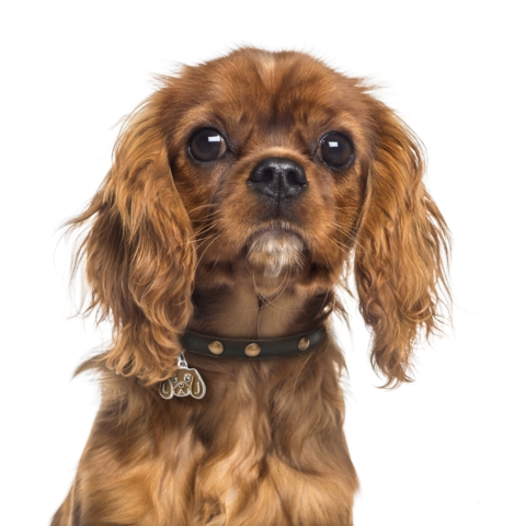 My Family |Hundetegn Cavalier King Charles Spaniel | Ruby