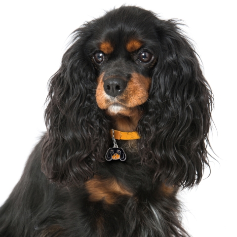 My Family |Hundetegn Cavalier King Charles Spaniel | Black and Tan