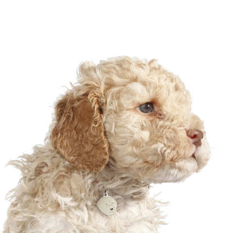 My Family | Hundetegn Lagotto