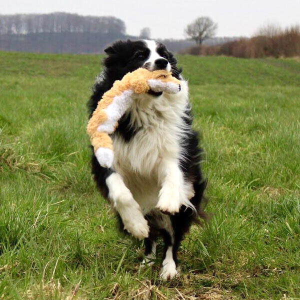 KONG Scrunch Knots dyr | Ræv