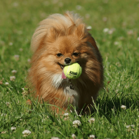 Kong mini tennisbold med squeaker2