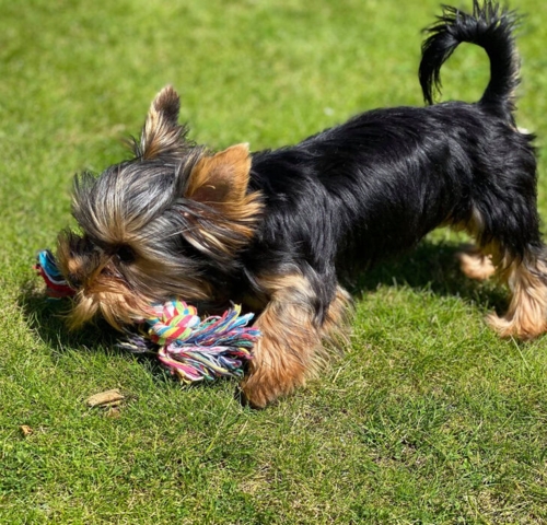 Bomuldsreb | ruske Kulørt 20cm