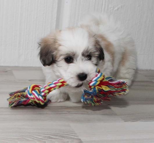 Bomuldsreb | ruske Kulørt 20cm