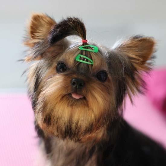 Mini hårspænde | 2 cm