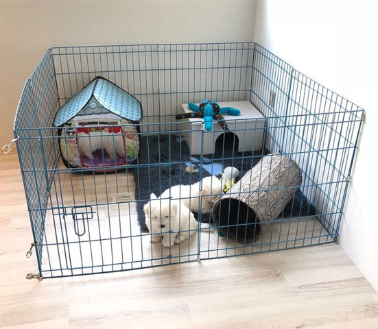 Ollipet hvalpegård | Lyseblå