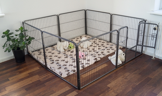 Ollipet hvalpegård i kraftig hammerlak | 4 kantet