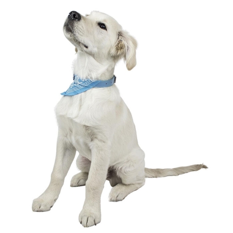 Golden Retriever hvalp