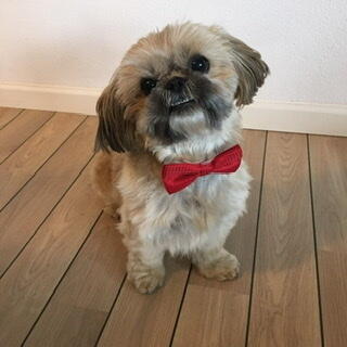 Silkebutterfly med prikker / Ollipet