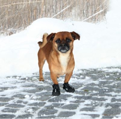 Walker Active Protective boots | hundestøvler 2 stk.