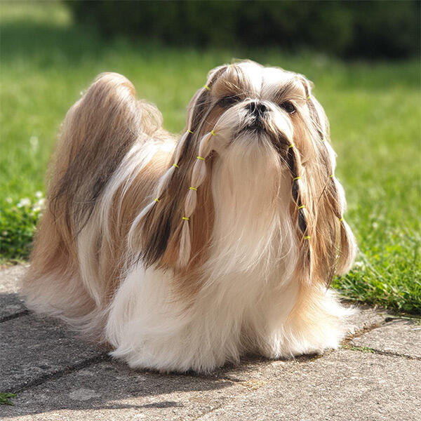 Lainee Wrap elastik på smuk Shih Tzu Neva