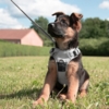 True Love Explosion Proof | Hundesele → Str Small til Schæferhvalp 9 uger
