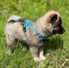 True Love Explosion Proof |Koda 11 uger → Eurasier hvalp Str. Small