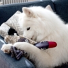 Gåsen Nils | Samoyed Aya