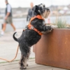 Flot orange hundesele på dværg schnauzer.