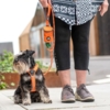 Schnauzer i frisk orange DOG Copenhagen udstyr