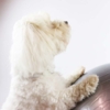 Ollipet DogFit Air Serie - Balance Ball