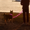 LED-hundesnor sikrer maksimal synlighed for hund og ejer. Halsbånd er ikke inkluderet.