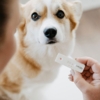 Bellylabs Graviditetstest til hunde / Pregnacy Test For Dogs
