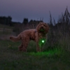 Ollipet Night Glow LED Lygte