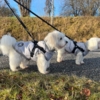 Ollipet Winter Sport Jakke med sele og lynlås på Coton de Tulear bruger str. M