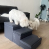 Led din lille hund komme sikkert op og ned at møblerne med denne hundetrappe