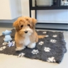 Sød lille hvalp på 3,5 måned på det smarte vetbed hundetæppe str small