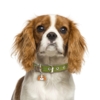 My Family |Hundetegn Cavalier King Charles Spaniel | Blenheim