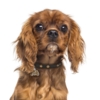 My Family |Hundetegn Cavalier King Charles Spaniel | Ruby
