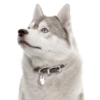 My Family | Hundetegn Siberian Husky