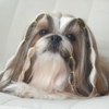 Lainee Wrap elastik på smuk Shih Tzu Neva