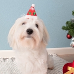 Nissehue på hårklemme