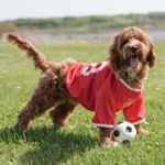 Ollipet Sports T-Shirt